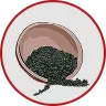 Chinese Chive Seed Extract