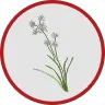 Cyperus Rhizome Extract