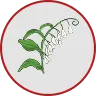 Polygonatum Cirrhifolium Rhizome Extract